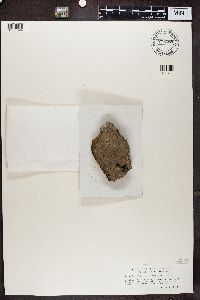 Thumbnail image of current specimen