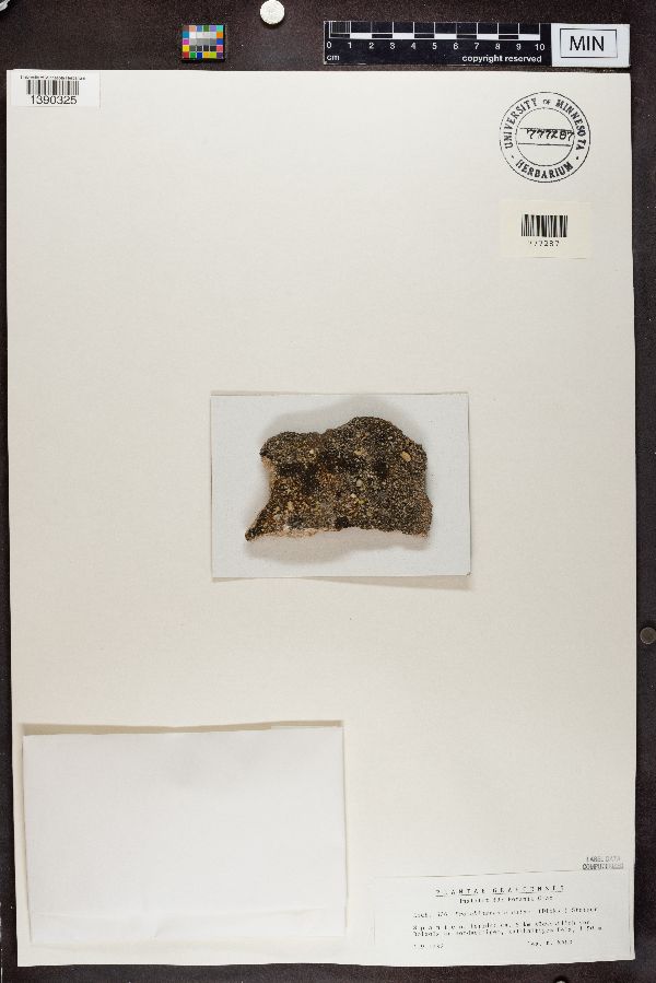 Protoblastenia calva image