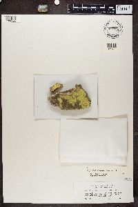 Psilolechia lucida image