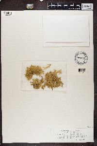 Ramalina fastigiata image