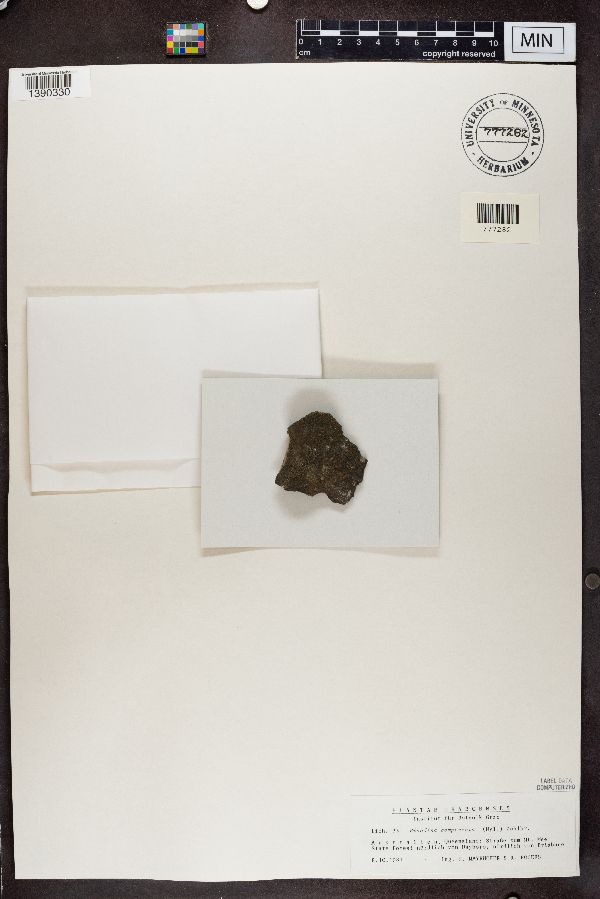 Rinodina compensata image