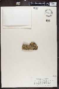 Sphinctrina turbinata image