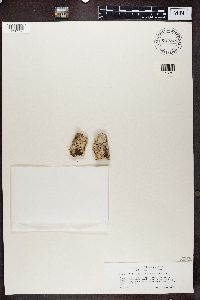 Thelotrema lepadinum image