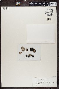 Umbilicaria virginis image
