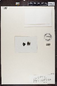 Umbilicaria virginis image