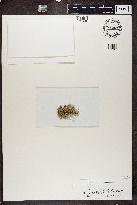 Usnea ceratina image