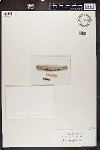 Xylographa vitiligo image