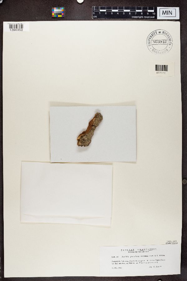 Biatora globulosa image