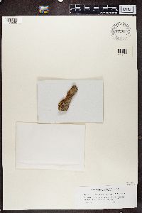 Thumbnail image of current specimen