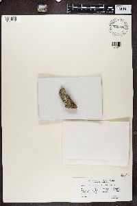 Piccolia ochrophora image