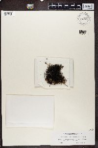 Bryoria nitidula image