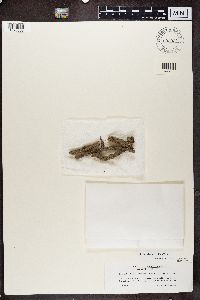 Diplotomma alboatrum image