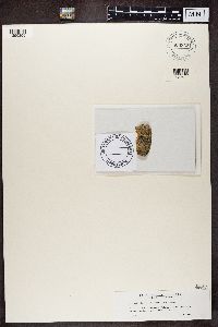 Buellia disciformis image