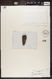Buellia schaereri image