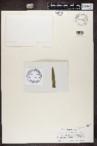 Byssoloma leucoblepharum image