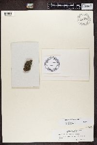 Athallia holocarpa image