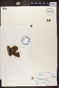 Caloplaca marina image