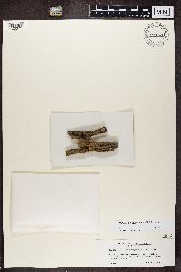 Caloplaca microphyllina image