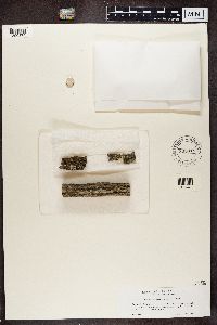 Athallia pyracea image