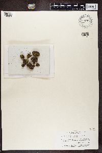 Media resource of Candelariella canadensis