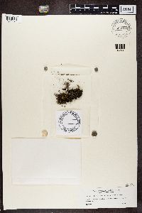 Media resource of Candelariella grimmiae