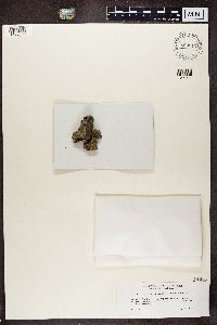 Biatora sphaeroides image