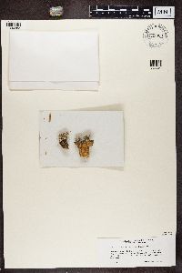 Cladonia botrytes image