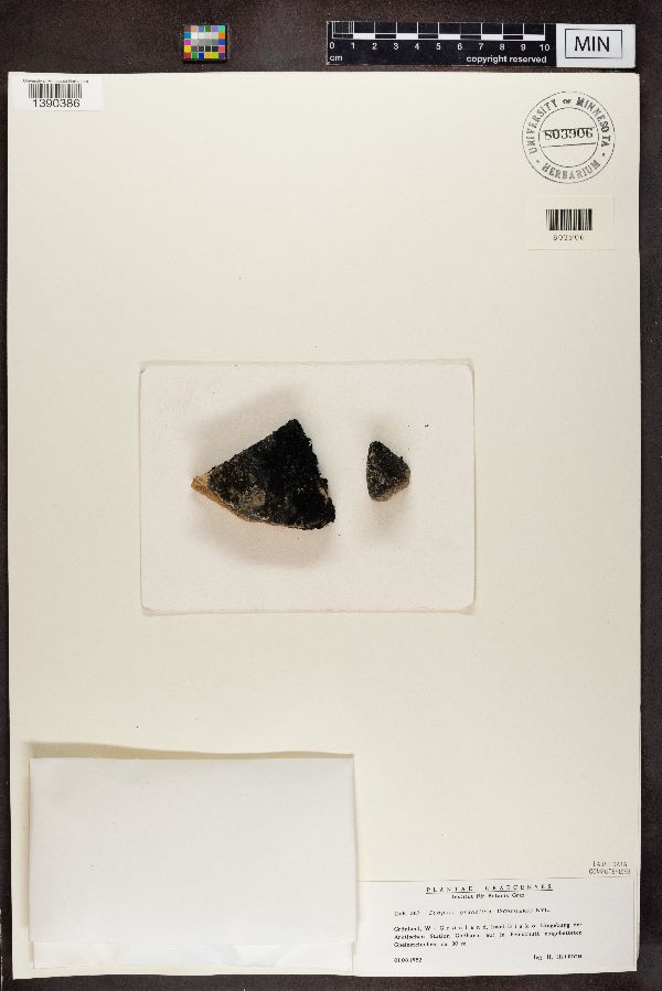 Euopsis granatina image