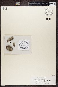 Lecanactis abietina image