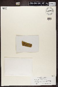 Lecania cyrtella image