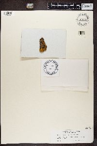 Lecania fuscella image