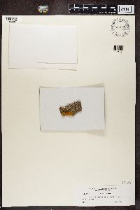 Lecanora carpinea image