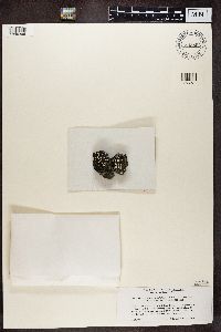 thumbnail image of current specimen
