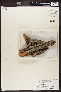 Thumbnail image of current specimen