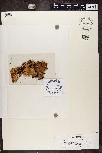 Lobaria pulmonaria image