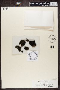 Parmeliella triptophylla image