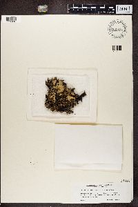 Platismatia glauca image