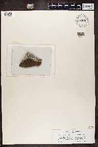 Porpidia tuberculosa image