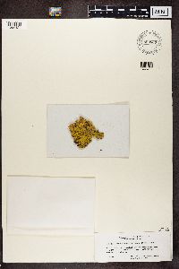 Pseudocyphellaria aurata image