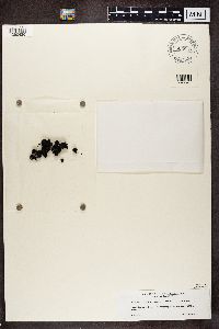 Psorula rufonigra image