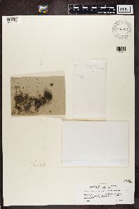 Placynthiella uliginosa image