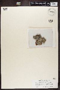 Lecanactis abietina image
