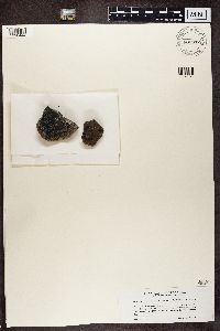 Verrucaria margacea image