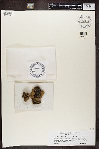 Acarospora moenium image