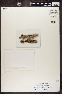 Bacidia arceutina image