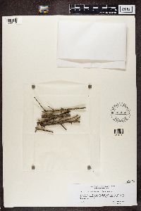 Bacidia arceutina image