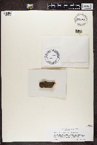 Bacidia subincompta image