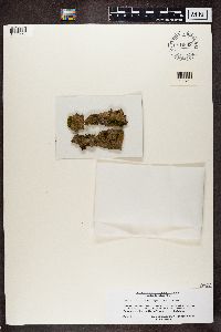 Bacidia subincompta image