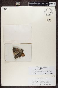 Buellia schaereri image