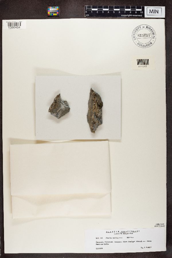 Buellia subdispersa image